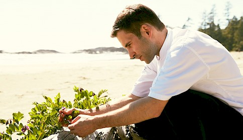 Chef Ingham Harvesting Beach Peas