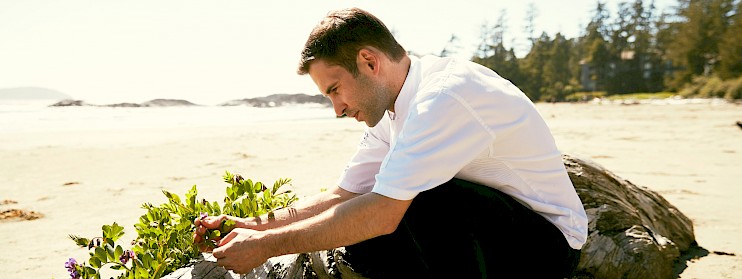 Chef Ingham Harvesting Beach Peas