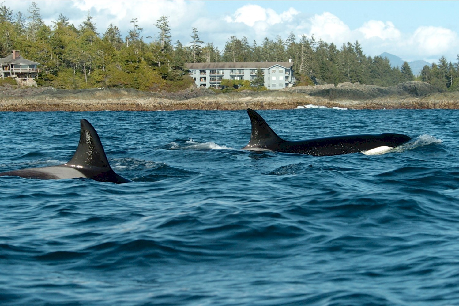 Orcas at the Wickaninnish Inn John Forde