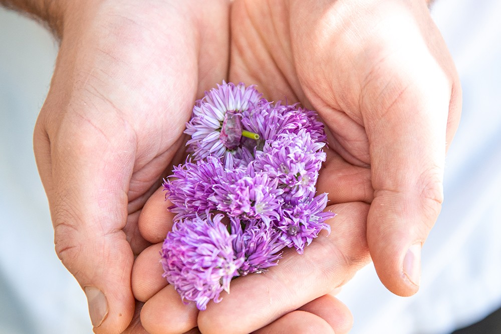Fresh chive blossoms in Chef Clayton's hands