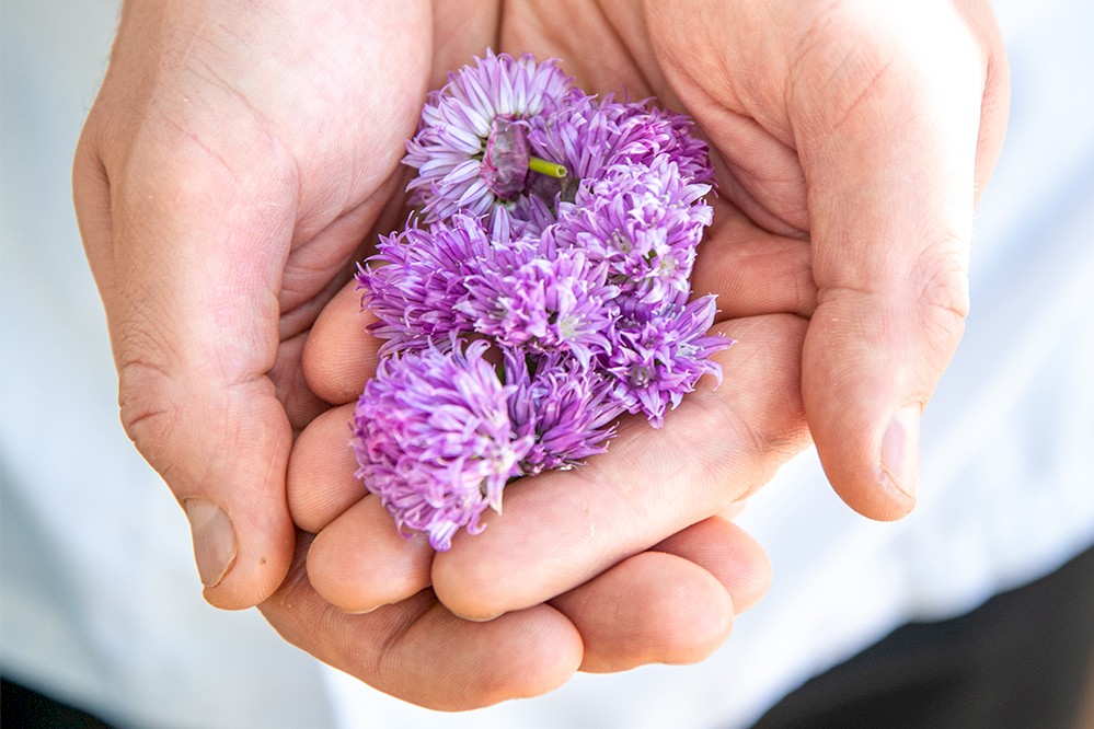 Two hands holding a small bunch of vibrant purple chive blossoms.