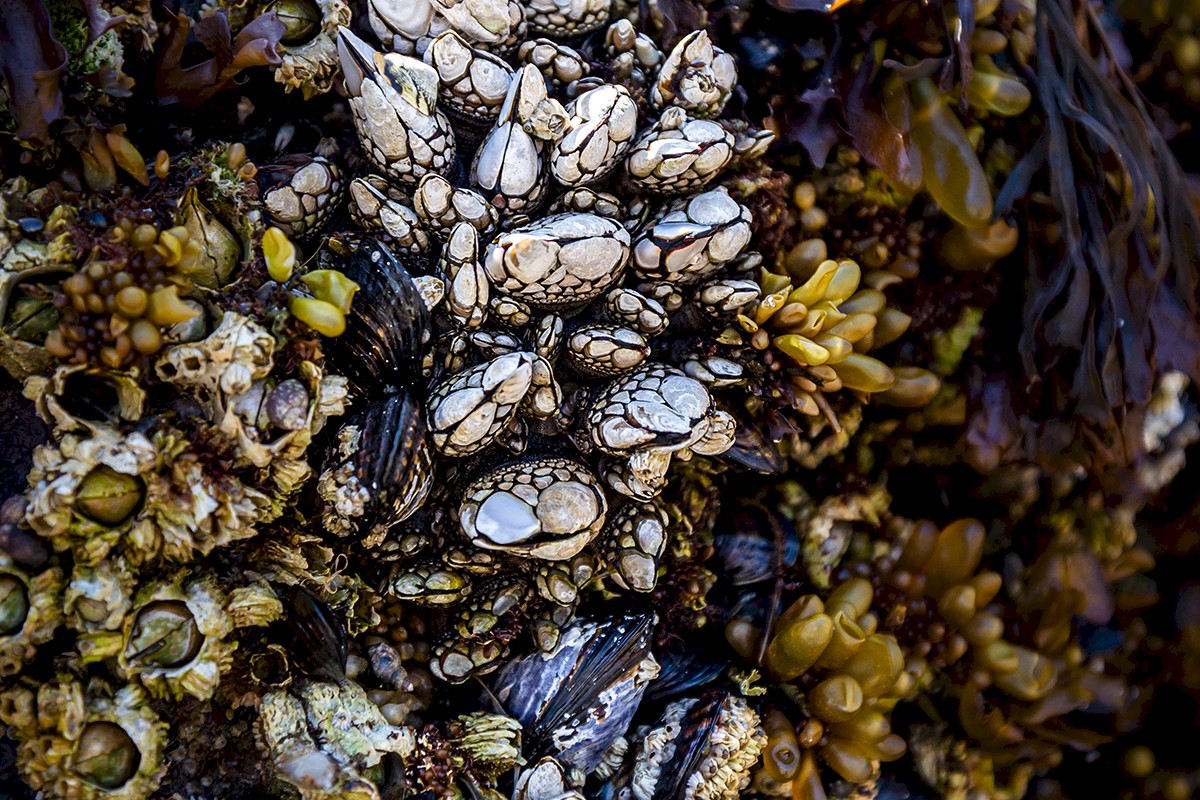 Gooseneck Barnacles by Caitlin Ronda