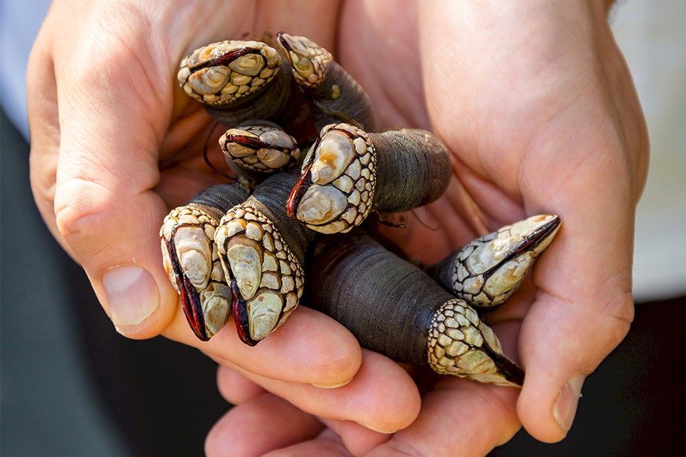 Two hands holding several gooseneck barnacles, featuring long dark stems and light, textured tips.