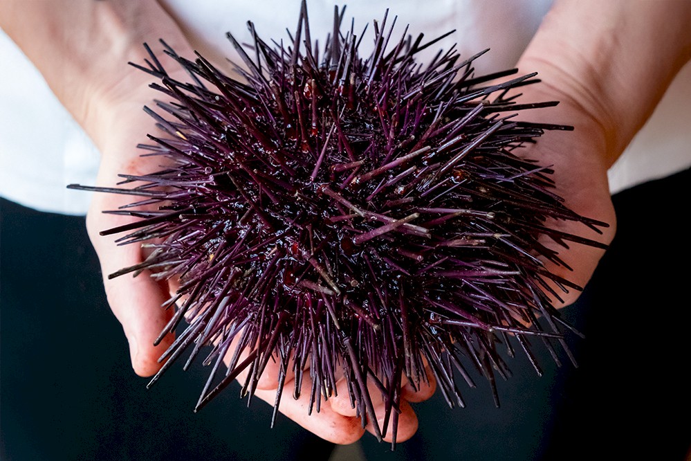 Two hands holding a large, spiky purple sea urchin.