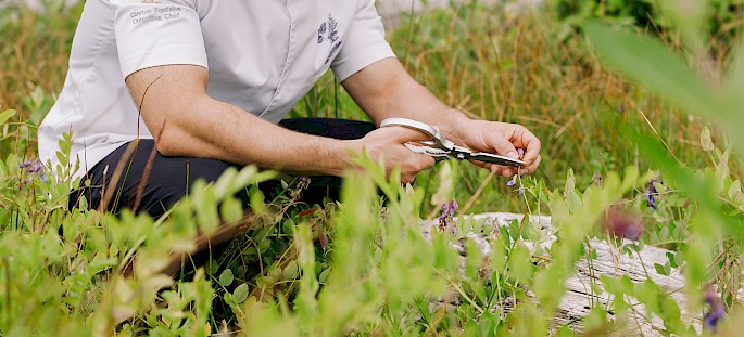 Chef Clayton in a white chef coat is crouching in a grassy beachside area using scissors to trim beach peas. Chef is surrounded by various green foliage and flowering beach peas. There is visible drifwood amongst the foliage.