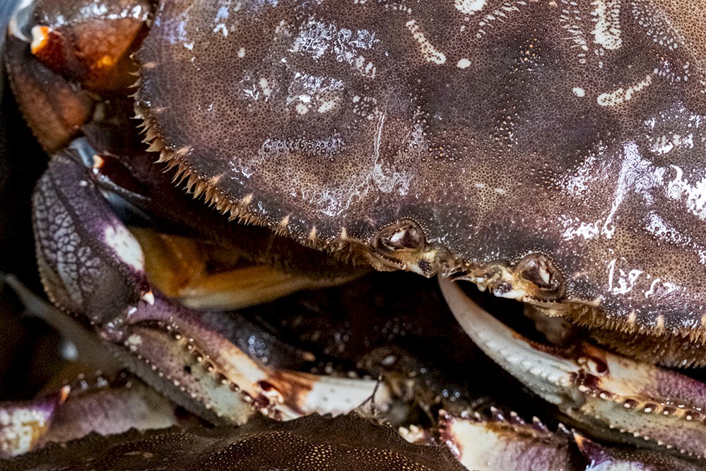 A detailed close-up of a Dungeness crab, highlighting its textured shell and pincers, with a focus on the intricate patterns and colours of the carapace.